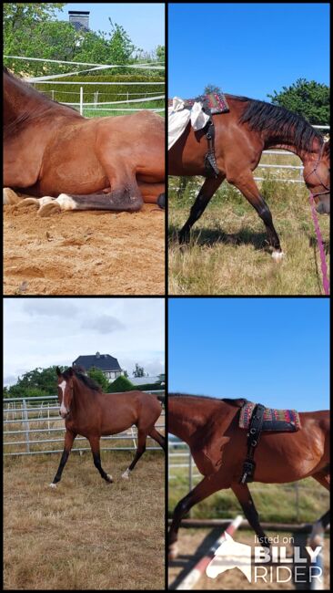 Großer Wallach, Tina, Horses For Sale, Döbeln, Image 13