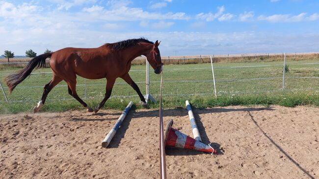 Großer Wallach, Tina, Horses For Sale, Döbeln, Image 5