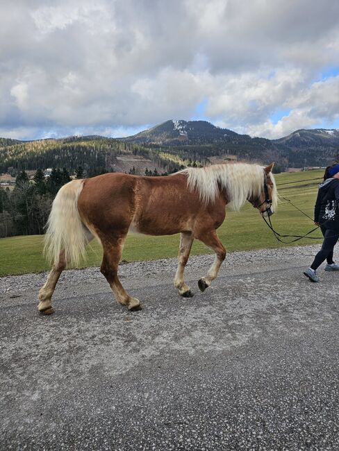 Großer Wallach mit guten Grundgangarten sucht seinen Lebensplatz!, Karina, Horses For Sale, Wienerbruck, Image 4