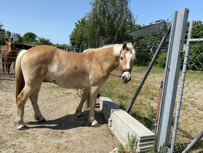 Großer Haflinger Wallach 3 Jahre alt, Janina Kefalas, Horses For Sale, Colbitz , Image 3