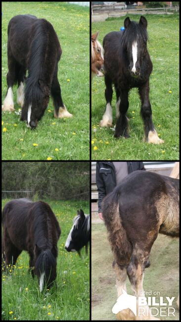 großer Irish Cob Smoky Black, Tina, Horses For Sale, Calden, Image 6