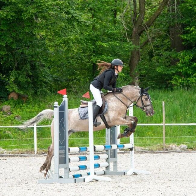 Large Konik Dinalino Gelding Pony with Talent, Steve Brody, Horses For Sale, Norfolk, Image 2