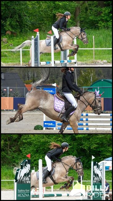 Large Konik Dinalino Gelding Pony with Talent, Steve Brody, Horses For Sale, Norfolk, Image 4