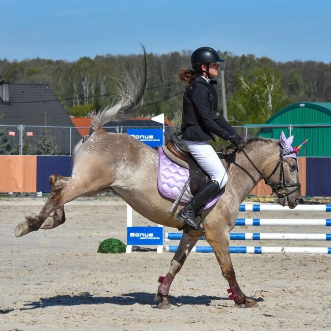 Large Konik Dinalino Gelding Pony with Talent, Steve Brody, Horses For Sale, Norfolk, Image 3