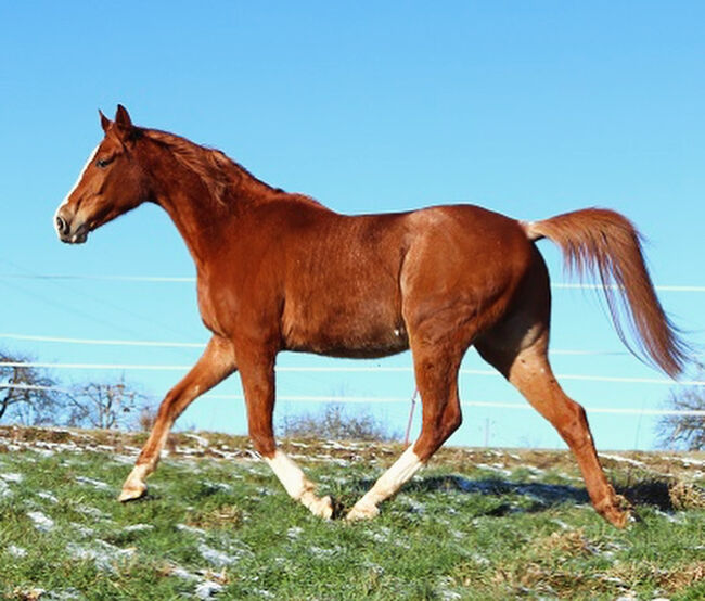 Großer und sehr  lieber Vollblutaraber, Tina Amann, Horses For Sale, Freiamt, Image 4