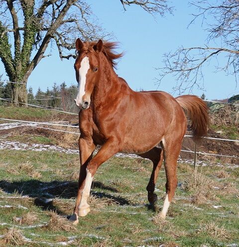 Großer und sehr  lieber Vollblutaraber, Tina Amann, Horses For Sale, Freiamt, Image 7