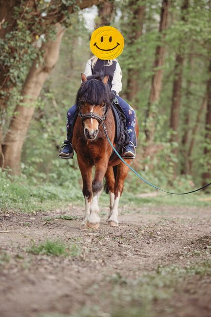 Großer Welsh A Wallach, Hoffmann , Horses For Sale, Brome, Image 2