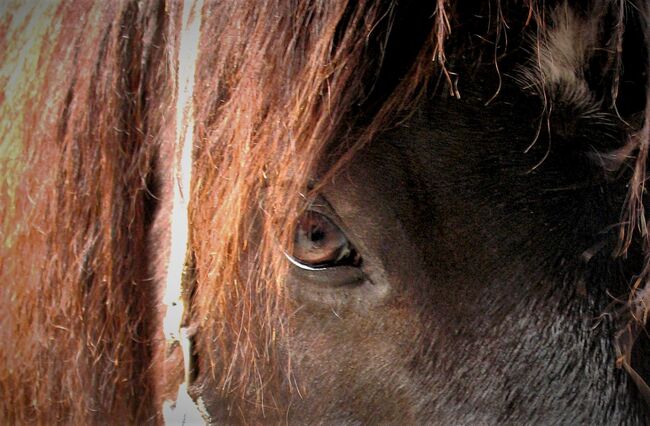 !!Letzte Chance!! Bis Ende August!! Pferde- und Reitermodels für Portfolio gesucht, Coeur de León - Pferdefotografie C&S (Coeur de León - Pferdefotografie C & S), Horse photography, Leutkirch im Allgäu, Image 8