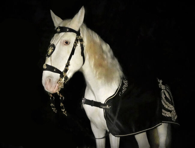 !!Letzte Chance!! Bis Ende August!! Pferde- und Reitermodels für Portfolio gesucht, Coeur de León - Pferdefotografie C&S (Coeur de León - Pferdefotografie C & S), Horse photography, Leutkirch im Allgäu, Image 9