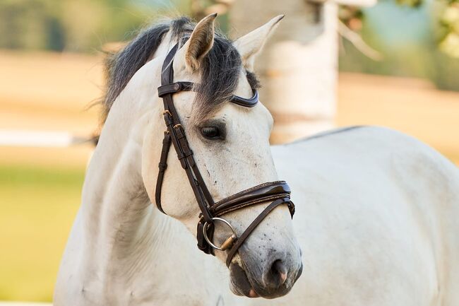 Apsl lusitano, Monika Mekic, Horses For Sale, Pinkafeld, Image 5