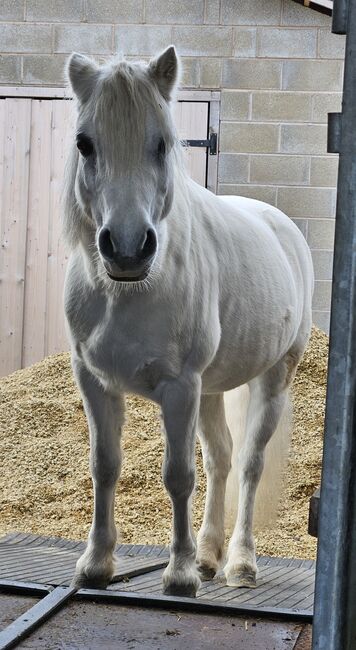 Lead-rein Welsh section, Gail, Horses For Sale, Hyde near Stockport , Image 3