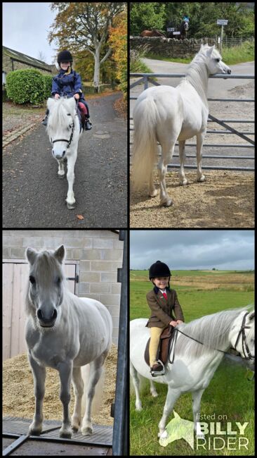 Lead-rein Welsh section, Gail, Konie na sprzedaż, Hyde near Stockport , Image 9