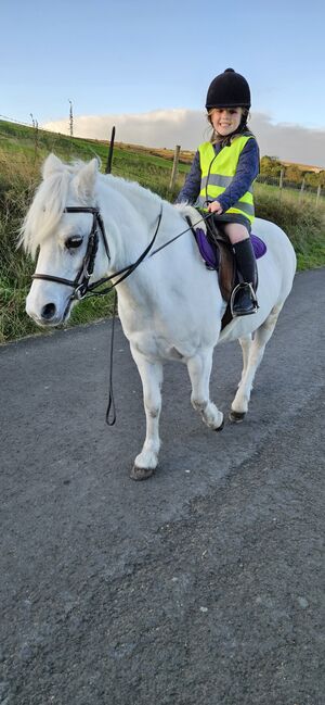 Lead-rein Welsh section, Gail, Konie na sprzedaż, Hyde near Stockport , Image 8