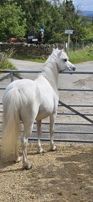 Lead-rein Welsh section, Gail, Pferd kaufen, Hyde near Stockport , Abbildung 2