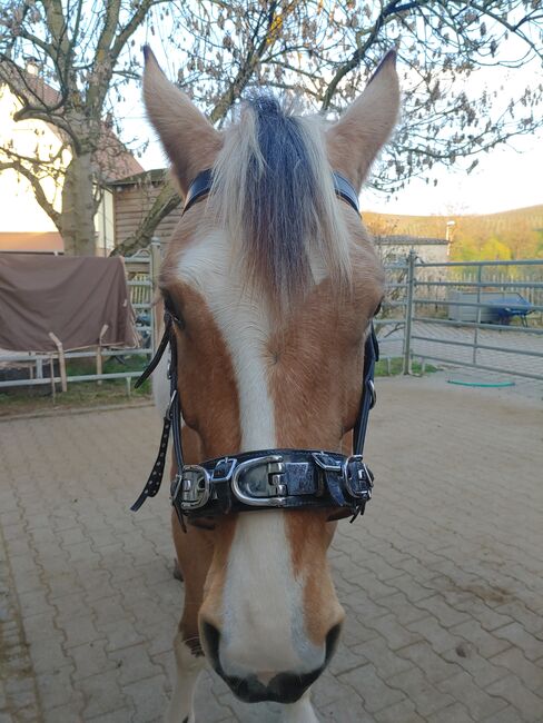 Kappzaum aus Leder mit beweglichem Naseneisen, JuleMorino, Lunging, Weinsberg, Image 2
