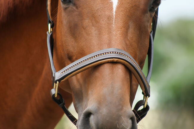 Lederhalfter Dunkelbraun, Reiterladen24 , Clara Wehrmann, Halters, Vallendar 