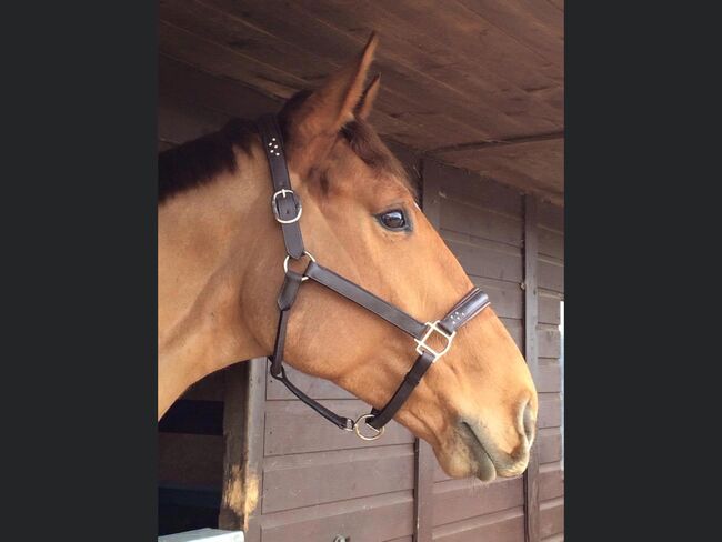 Leather head collar, HFI MASTER , R Moore , Halfter, Leicester