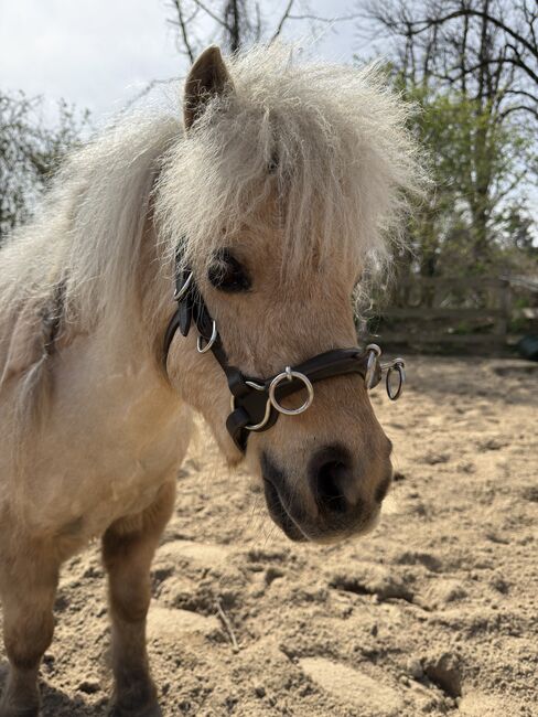 Leder Kappzaum Gr. Mini Shetty dunkelbraun, Jana , Longieren, Hechthausen 