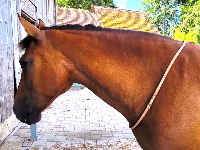 Reithalsring aus Leder Grösse Warmblut, Maya (Swisshorseshop), Other, Frauenfeld