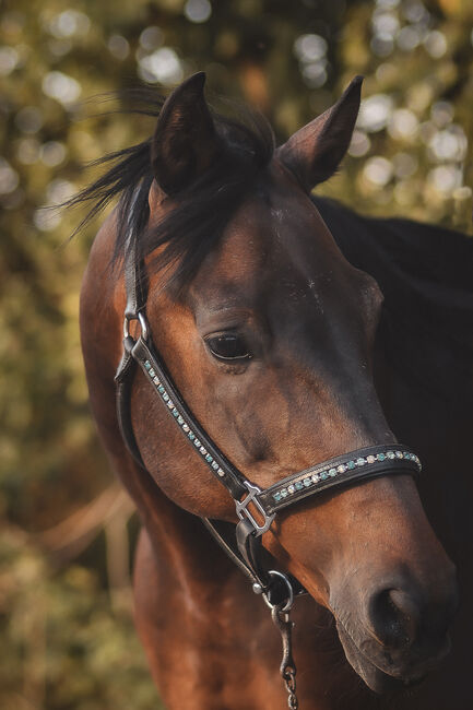 Lederhalfter, Daniela, Halters, Weiden