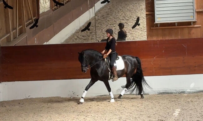 Lehrreicher Dressur Reitunterricht für Erwachsene & Kinder, Sibylle Kohler, Riding Lessons, Kaiseraugst