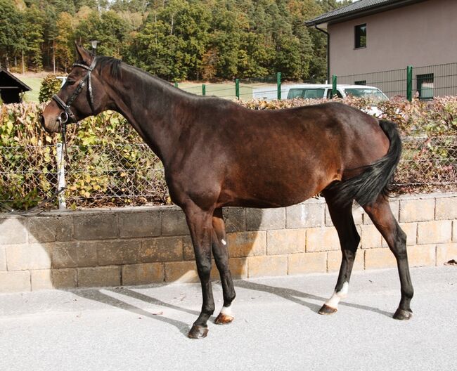 Leichtrittiger Allrounder, Magdalena , Pferd kaufen, Weitra