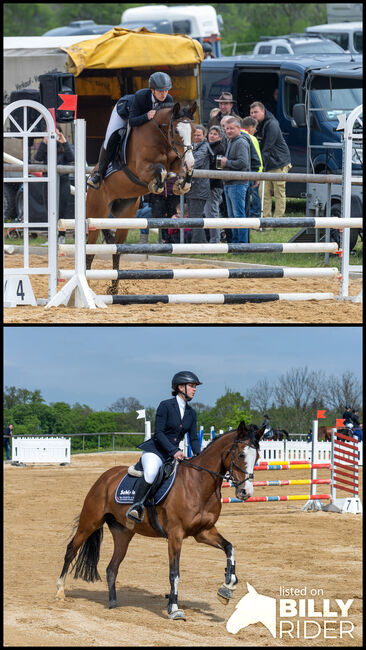 Freizeit-/ Turnierpony, Paulina , Horses For Sale, Dessau, Image 3