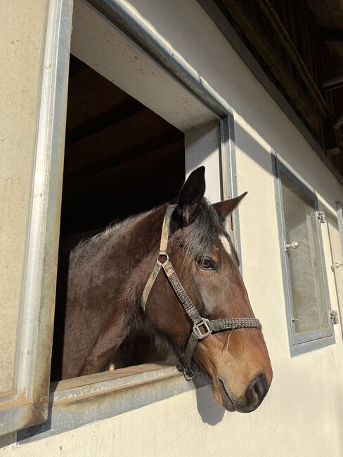 Freizeitwallach 8 Jahre, Lucia, Horses For Sale, Cham , Image 4