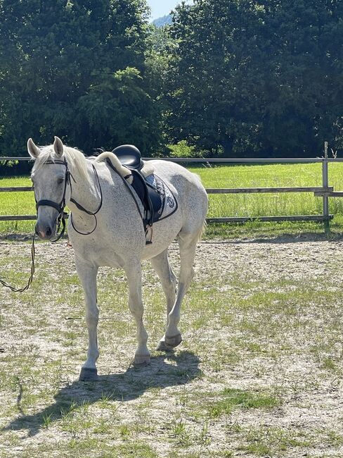 Freizeitpferd, 12-jährig, S-t-g-a, Horses For Sale, Scheibbs, Image 2