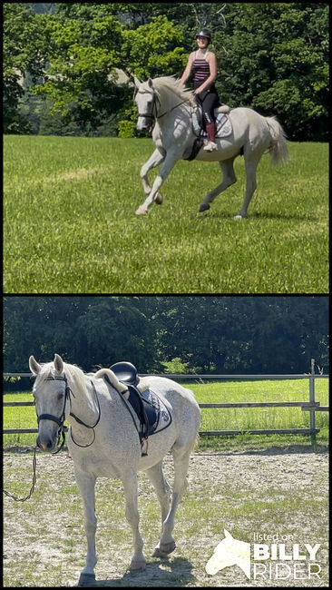 Freizeitpferd, 12-jährig, S-t-g-a, Horses For Sale, Scheibbs, Image 3