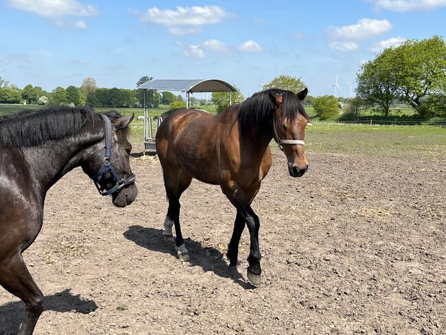 Freizeitpferd 15 J. / 1,52 Stckm./ Wallach, Katharina , Horses For Sale, Wesseln, Image 3