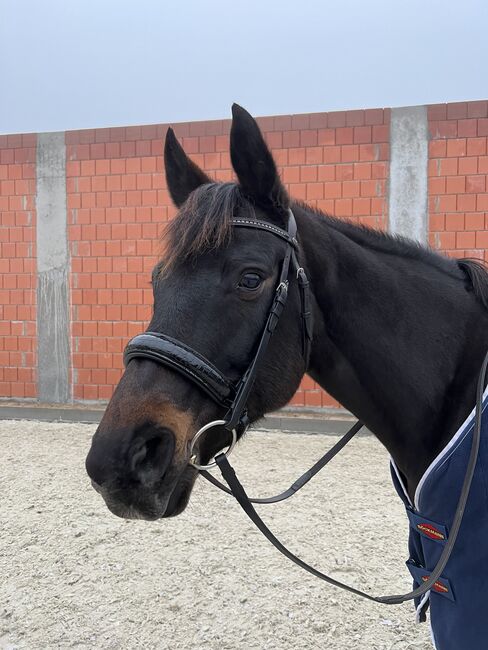 Freizeitpferd/Zucht, Sabrina, Horses For Sale, Wolfsburg