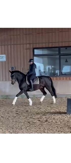 Freizeitpferd, Dressurpferd, Angela, Horses For Sale, Königsmoor, Image 2