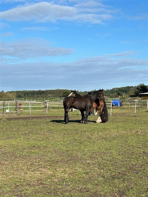 Freizeitpferd, Dressurpferd, Angela, Horses For Sale, Königsmoor, Image 6