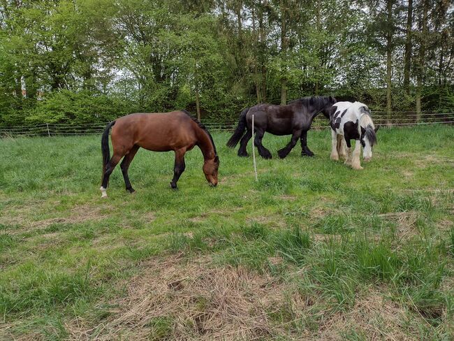 Freizeitpferd, niederländische WB Stute sucht ihren Menschen, Vanessa S. , Horses For Sale, Calden, Image 4