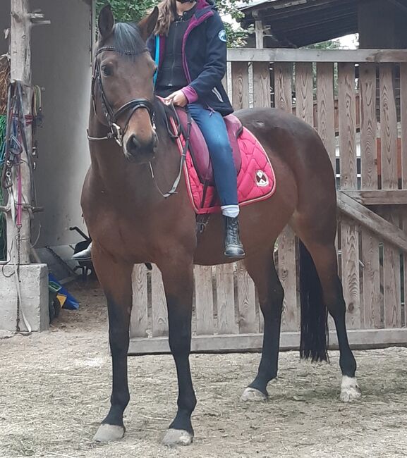 Freizeitpferd zu verkaufen, 12-jährige Warmblutstute, Sabrina, Horses For Sale, Mürzzuschlag, Image 2