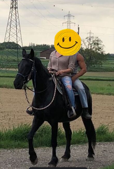 Freizeitpferd zu verkaufen, Annika, Horses For Sale, Pulkau, Image 2