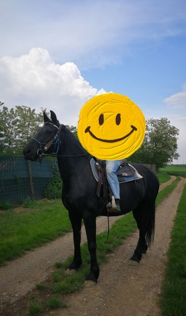 Freizeitpferd zu verkaufen, Annika, Horses For Sale, Pulkau, Image 3