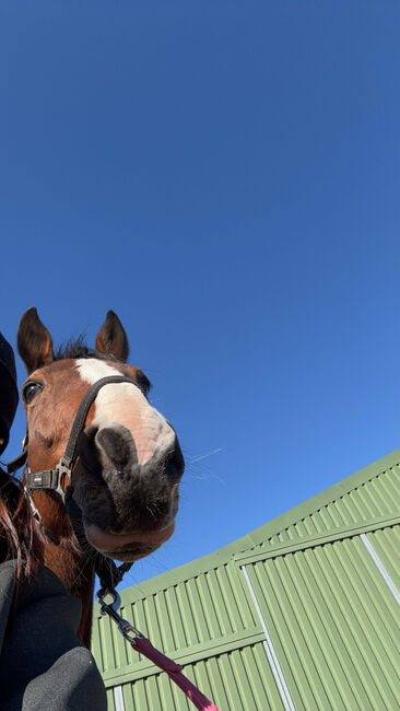 Freizeitpferd zu verkaufen, Jusy , Horses For Sale, Bad Lauterberg , Image 2