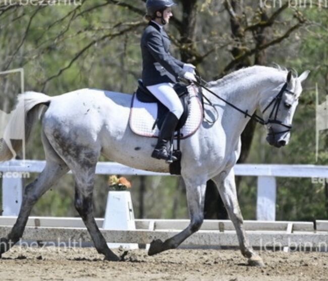 Freizeitpferd, Kristina Kmeth, Horses For Sale, Villach, Image 5