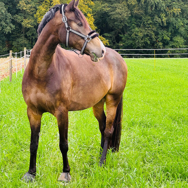 Freizeitpferd, A. Karakoc, Horses For Sale, Dortmund, Image 4