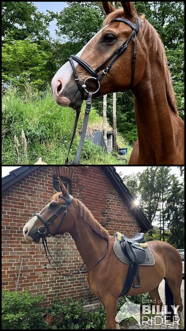 Freizeitpferd, Emily , Horses For Sale, Lenzen (Elbe), Image 3
