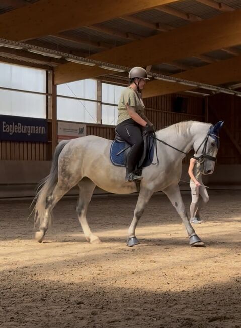 Freizeitpferd, Sina, Horses For Sale, Merseburg 