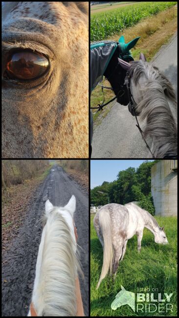 Freizeitpferd, Nadine , Horses For Sale, Welver, Image 5
