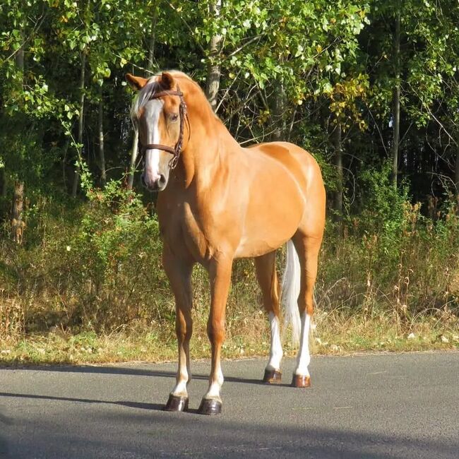 Freizeit Pferd Ungarisches Halbblut, Maria , Horses For Sale, Ebergöc, Image 2