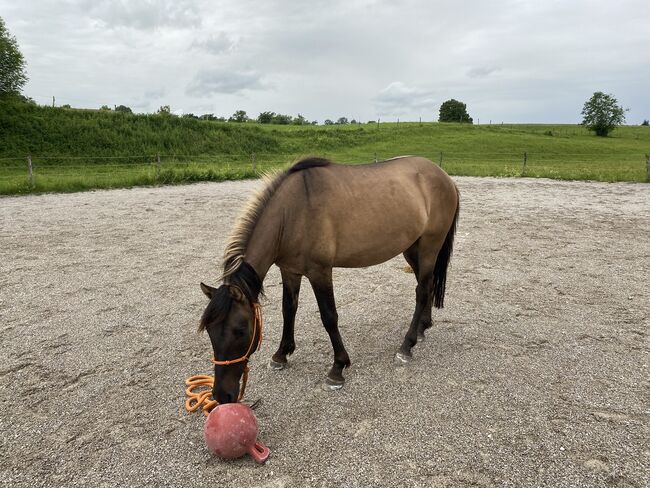 Freizeitpferd Huzule, Littl, Horses For Sale, Sachsenkam, Image 5