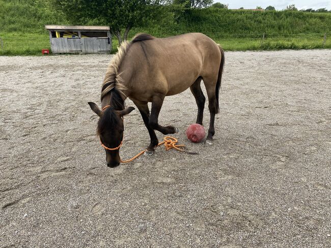 Freizeitpferd Huzule, Littl, Horses For Sale, Sachsenkam, Image 6