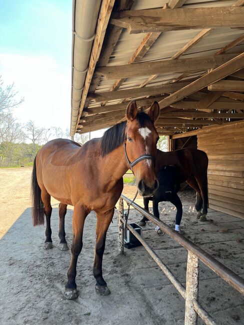 Freizeitpferd - Ausreitpferd, Michael Fernow, Horses For Sale, Berlin, Image 2