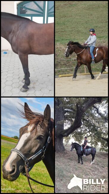 Freizeitpferd sucht fördernde Hände, Karina Harrer, Horses For Sale, Markt Hartmannsdorf , Image 6