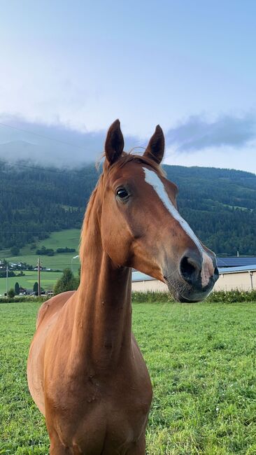 Freizeitpferd mit ausgezeichnete GGA und viel Potential für die Dressur, Sonja, Horses For Sale, St.Michael in LG., Image 4